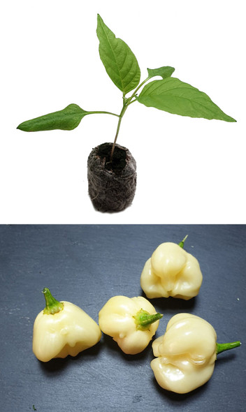 Aji Aji Fantasy Sparkly Wine Chilli Plant Image by CHILLIESontheWEB