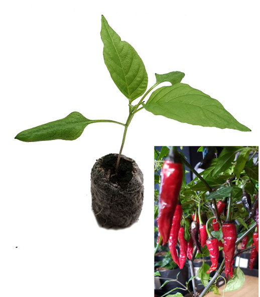 Cayenne Purple UFO Queen Chilli Plant image by CHILLIESontheWEB