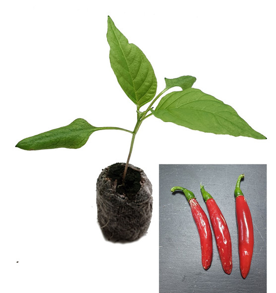 Jalapeno Um-Ji-Put - Korean Jalapeno Chilli Seedling Plant Image by CHILLIESontheWEB