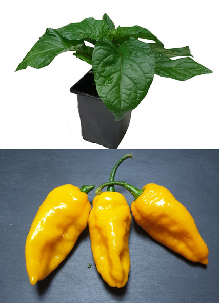 Bhutlah Yellow 9cm Chilli Plant Image by CHILLIESontheWEB