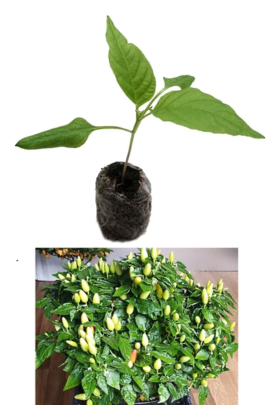 KS Thai White Chilli Seedling Plant Image by CHILLIESontheWEB