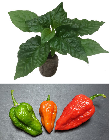 Habolokia Red Seedling Plant Image by CHILLIESontheWEB