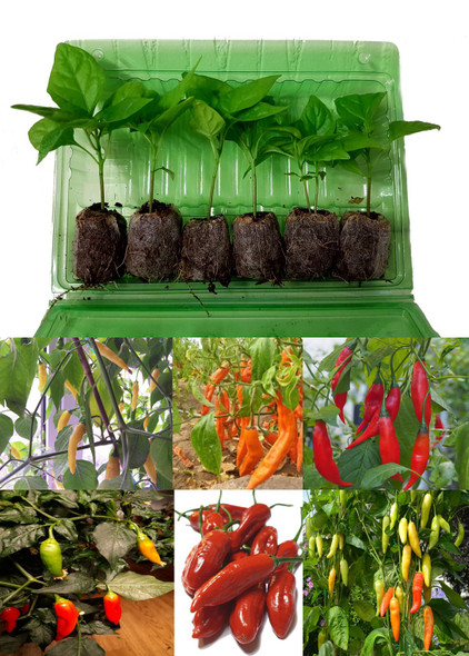 6 Pack of Aji Tall Chilli Plants A Image by CHILLIESontheWEB