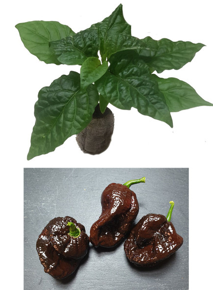 7 Pot Congo Chocolate Chilli Seedling Plant Image by CHILLIESontheWEB