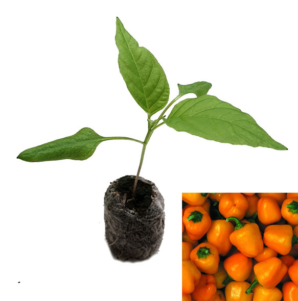 Mini Bell Yellow Sweet Pepper Plant Image by CHILLIESontheWEB