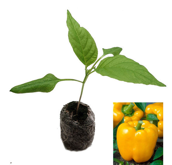 Golden California Wonder Sweet Pepper Seedling Plant Image by CHILLIESontheWEB