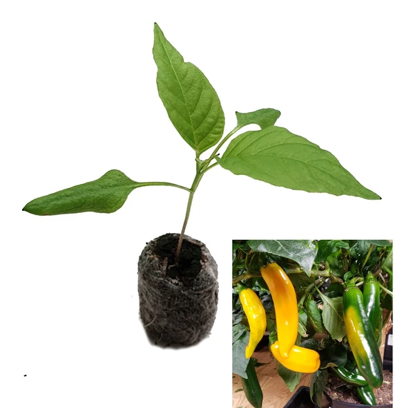 Ramiro Yellow Sweet Pepper Seedling Plant Image by CHILLIESontheWEB