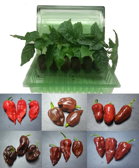 6 Pack of Superhot Chilli Seedling Plants Pack F Image by CHILLIESontheWEB