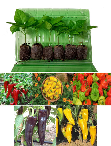 6 Pack of Sweet Peppers Seedlings Image by CHILLIESontheWEB