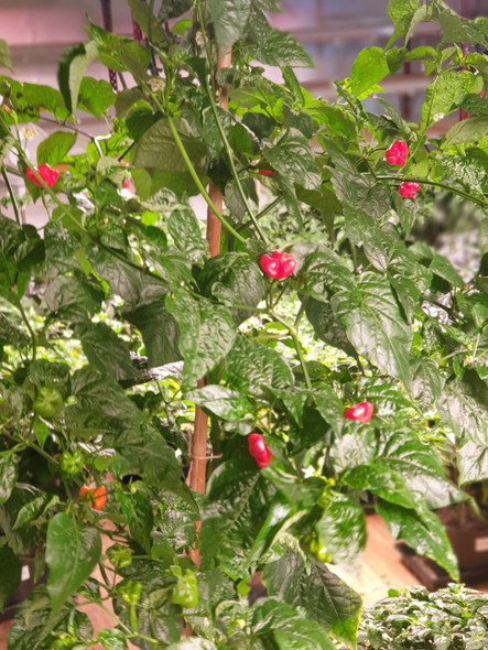 Aji Brazilian Starfish Red Chilli Plant Image by CHILLIESontheWEB