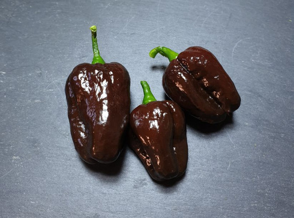Devils Brain Chocolate Chilli Seeds Image by CHILLIESontheWEB