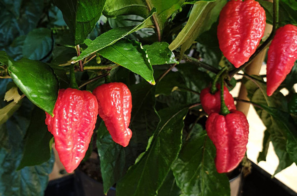 Habolokia Red Mature Chilli Plant by CHILLIESontheWEB