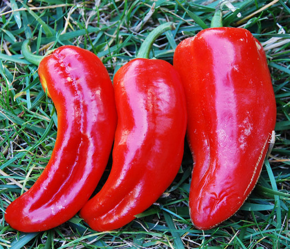 Marconi Red Sweet Pepper Image by CHILLIESontheWEB