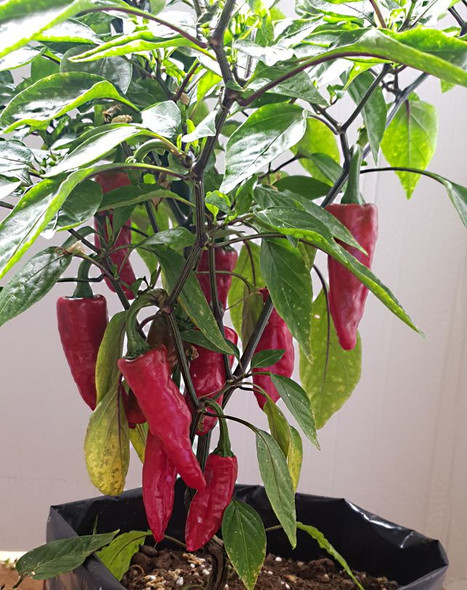 Maris Biber Chilli Seeds Image by CHILLIESontheWEB