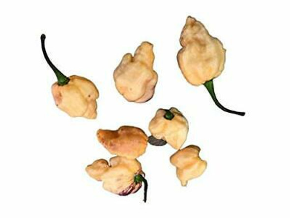 Pockmark Peach Chilli Seeds Image by CHILLIESontheWEB