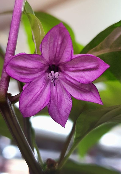 Jalapeno Purple Chilli Flower Image by CHILLIESontheWEB