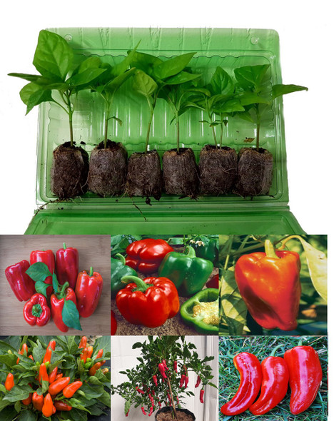 6 Pack of Sweet Peppers - Mixed 3 Seedlings Image by CHILLIESontheWEB