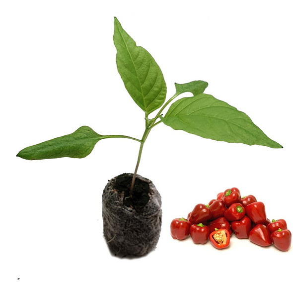 Mini Bell Red Sweet Pepper Seedling Plant Image by CHILLIESontheWEB