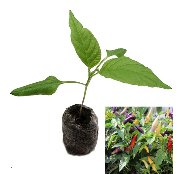 Jazz Cayenne Chilli Plant image by CHILLIESontheWEB