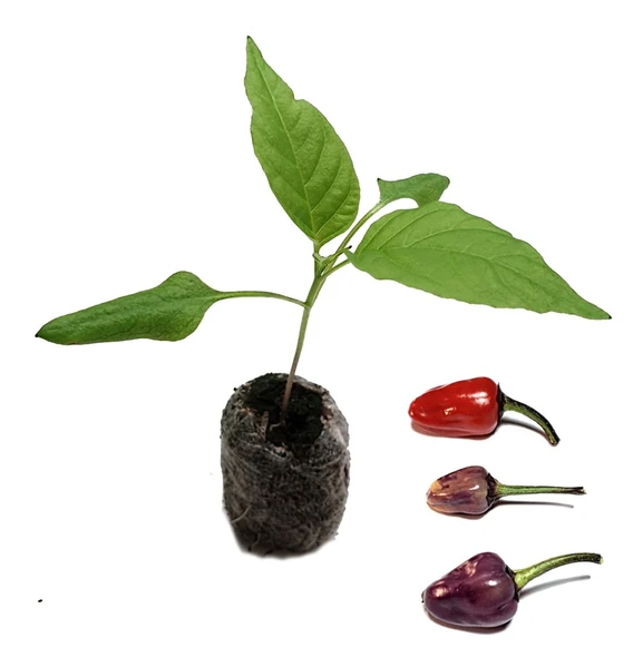 Chinese 5 Color Chilli Plant image by CHILLIESontheWEB