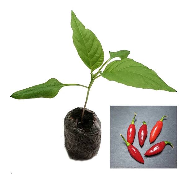 Clavo Red Chilli Plant image by CHILLIESontheWEB