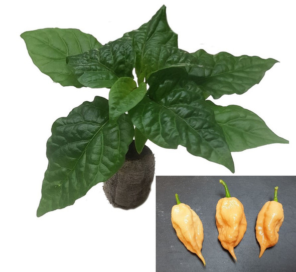 Jays Peach Ghost Scorpion Chilli Seedling Plant Image by CHILLIESontheWEB