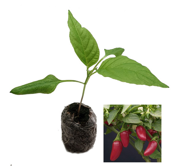 Jalapeno Sweet Chilli Seedling Plant Image by CHILLIESontheWEB