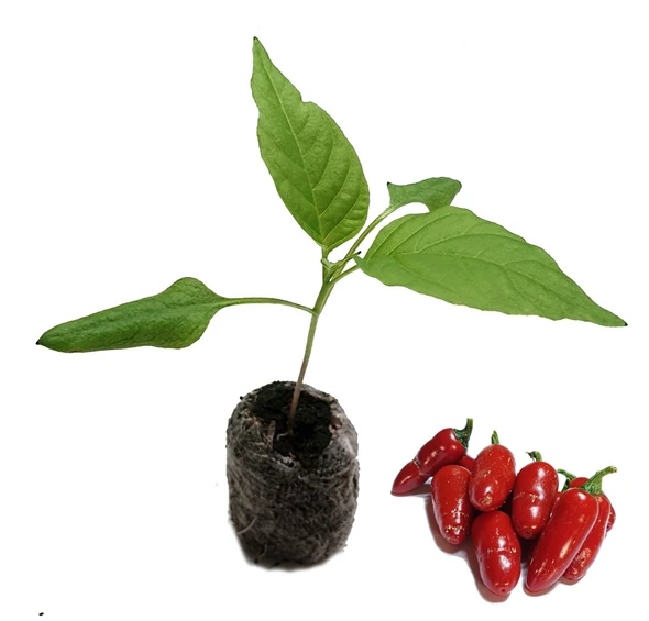Jalapeno Billy Biker Chilli Seedling Plant Image by CHILLIESontheWEB