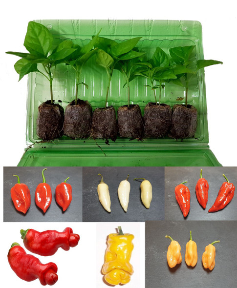 6 Pack of Mixed Heat Pack 2 Chilli Seedling Plants Image by CHILLIESontheWEB