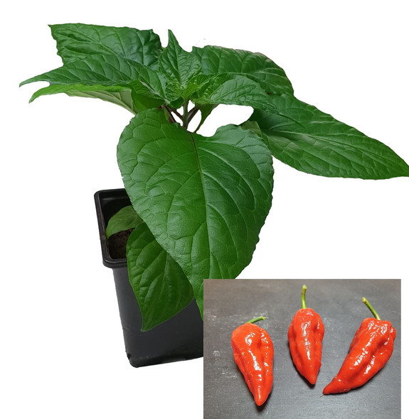 Petes Naga 9cm Chilli Plant Image by CHILLIESontheWEB