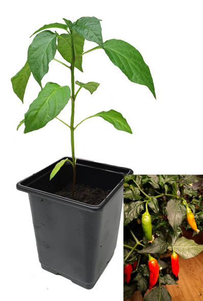 Aji Valle de Canca 9cm Chilli Plant Image by CHILLIESontheWEB