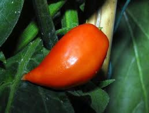 Peruvian Orange Chilli Image, Chillies on the Web