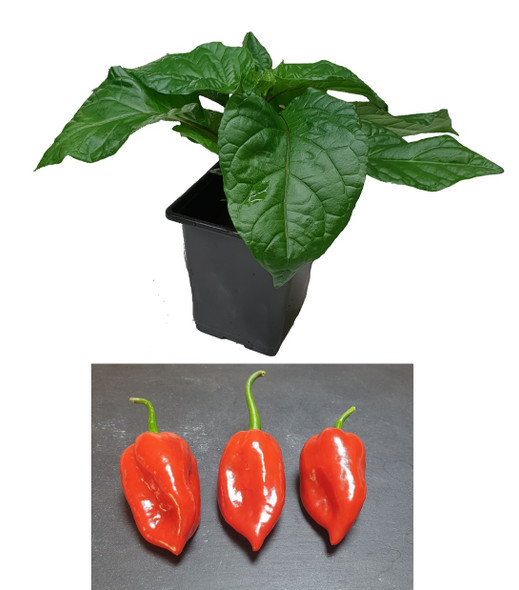 Naga Seasoning 9cm Chilli Plant Image by CHILLIESontheWEB