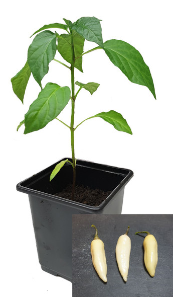 Dente di Coyote 9cm Chilli Plant Image by CHILLIESontheWEB