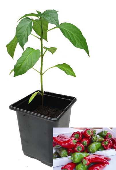 Tollis Sweet Italian 9cm Sweet Pepper Plant Image by CHILLIESontheWEB