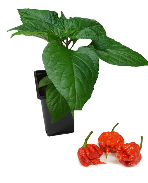 Moruga Scorpion Burgundy 9cm Chilli Plant Image by CHILLIESontheWEB