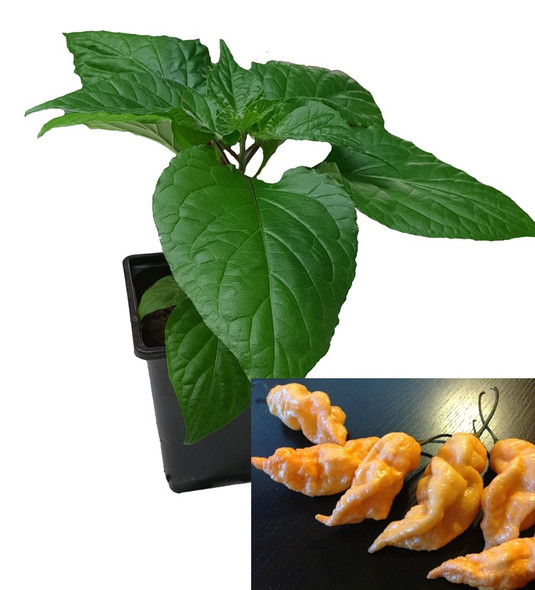 Naga Peach 9cm Chilli Plant Image by CHILLIESontheWEB