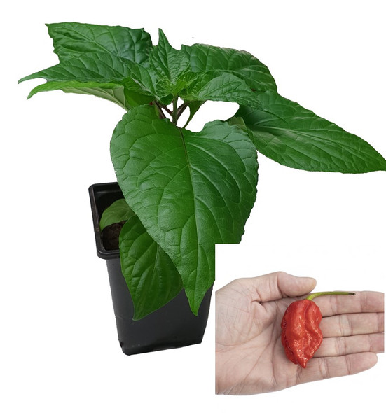 Gibbering Idiot 9cm Chilli Plant Image by CHILLIESontheWEB