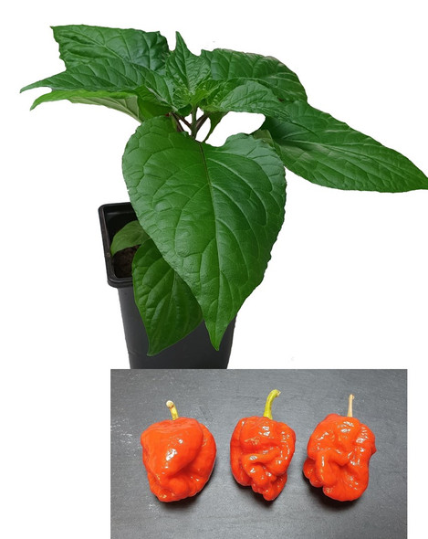 Armageddon 9cm Chilli Plant Image by CHILLIESontheWEB