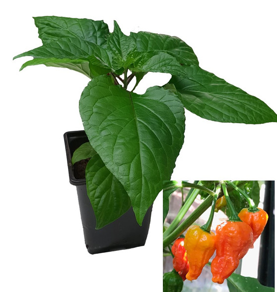 Clockwork Orange 9cm Chilli Plant Image by CHILLIESontheWEB