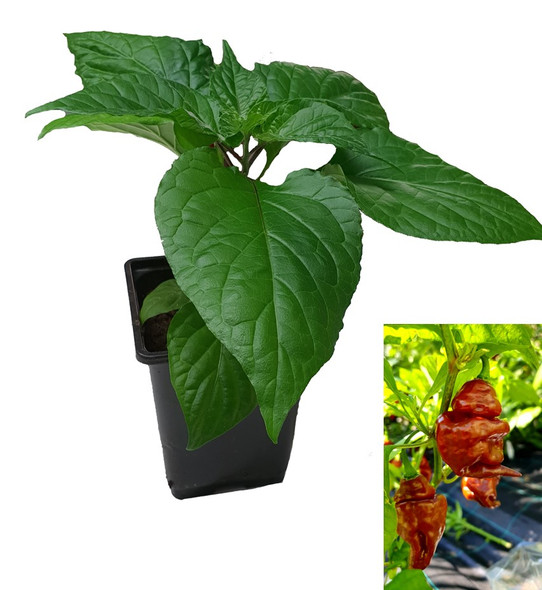 SBS Chocolate Demon 9cm Chilli Plant Image by CHILLIESontheWEB