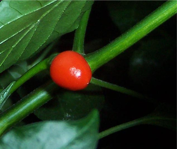 Tepin Chilli Image, Chillies on the Web