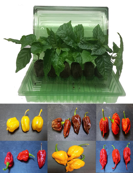 6 Pack of Superhot Chilli Seedling Plants Pack 4 Image by CHILLIESontheWEB
