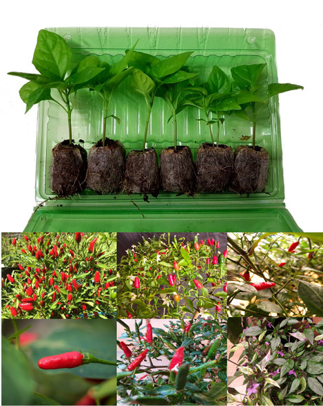 6 Pack of Birdseye Chilli Plants Image by CHILLIESontheWEB