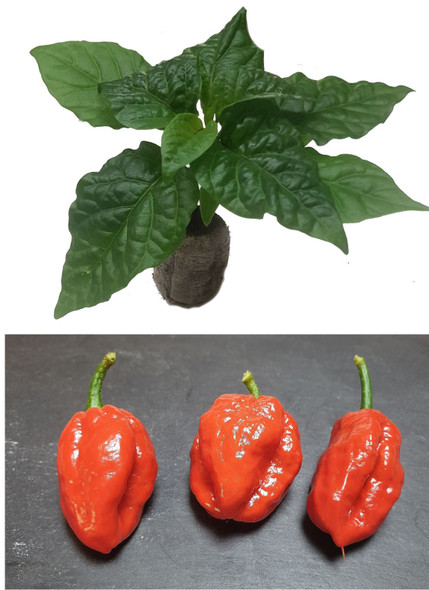 7 Pot Chaguanas Seedling Plant Image by CHILLIESontheWEB