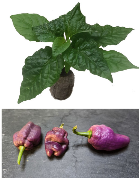 Jolokia Pink Ice Seedling Plant Image by CHILLIESontheWEB