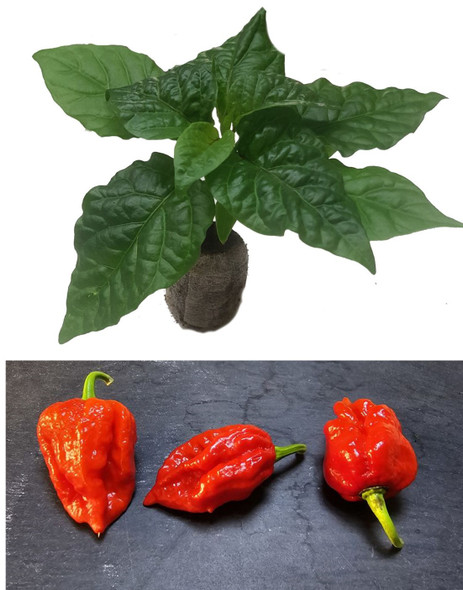 Naga Bengal Seedling Plant Image by CHILLIESontheWEB