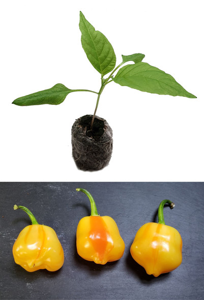 Aji Aji Fantasy Stripey Plant Image by CHILLIESontheWEB