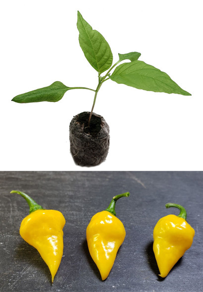 Citron Plant Image by CHILLIESontheWEB