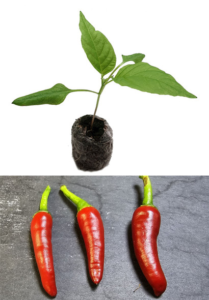 Korean Cayenne Plant Image by CHILLIESontheWEB
